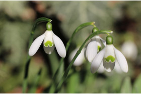 Pirmās pavasara puķes